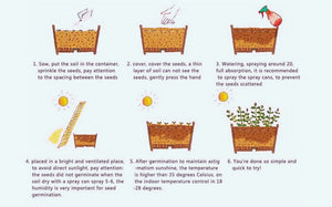 50 Seeds/pack Soursop, Graviola
