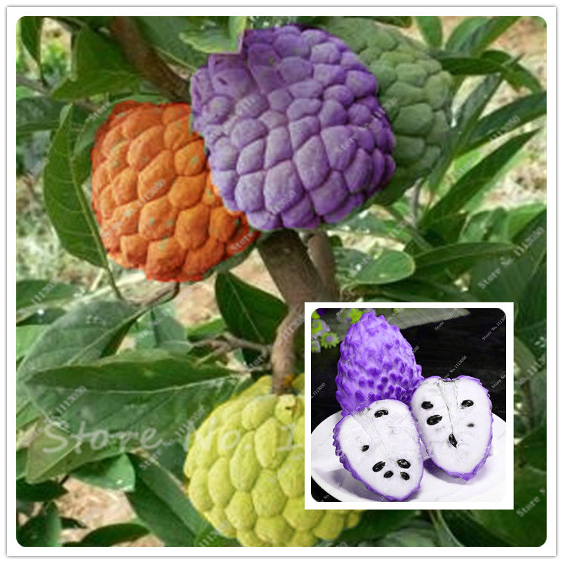 50 Seeds/pack Soursop, Graviola