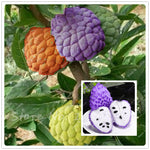 50 Seeds/pack Soursop, Graviola