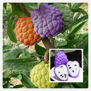 50 Seeds/pack Soursop, Graviola